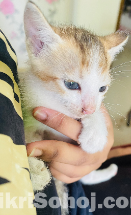 Baby kittens for adoption